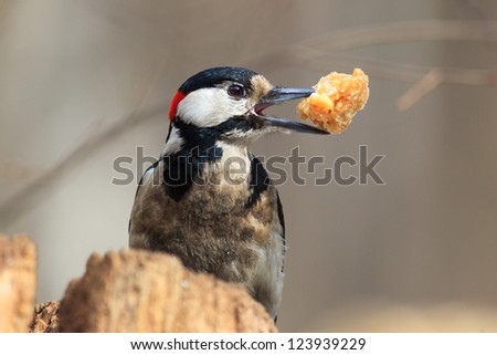 Dendrocopos major, Great spotted woodpecker. Bird with prey item.