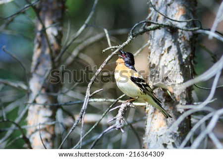Fringilla montifringilla, Brambling. A singing bird. Singing male.