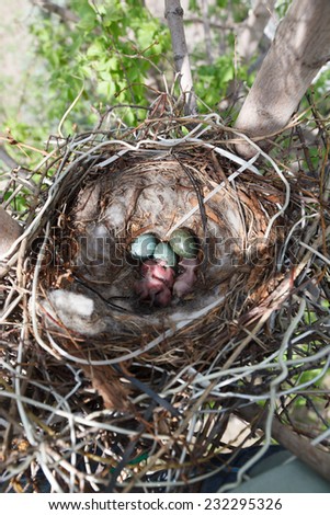 The nest of the Corvus cornix, Hooded Crow. Russia.