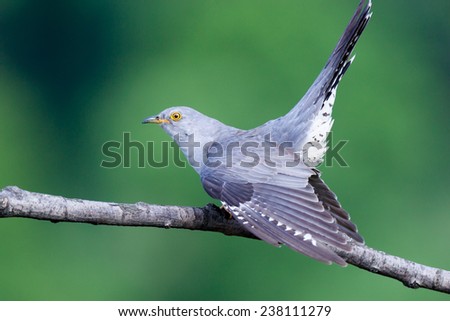 Cuculus canorus, Common Cuckoo. Wild bird in a natural habitat. Wildlife Photography.