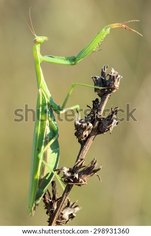 Mantis religiosa, European mantis. Pankino. Ryazan region, Pronsky area. Russia
