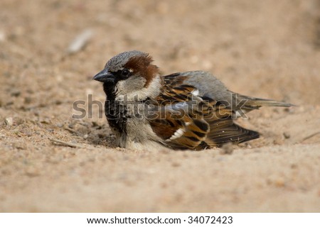 House Sparrow bathes in sand to get rid of parasites.