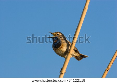 The male Bluethroat perching on a branch of the tree.  He sings a spring love song.