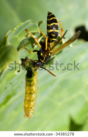 The wasp has caught and eats a caterpillar. A close up.