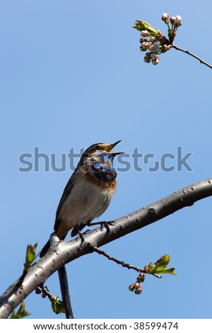 Bluethroat. The beautiful bird sings a spring song in the wild nature.