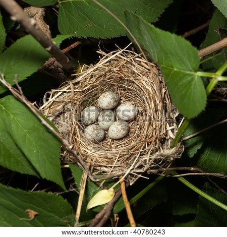 Eggs in a nest. No birds where hurt in the making of this image. Mother bird did not abandon her nest. Nest of bird.