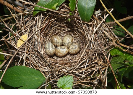 Garden Warbler, Sylvia borin. Nest of a bird with eggs in the nature.