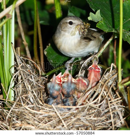 Garden Warbler (Sylvia borin) by a nest with baby bird.