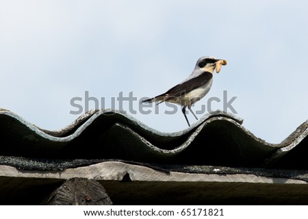 Oenanthe oenanthe, Wheatear. Wild bird in a natural habitat. Wildlife Photography.