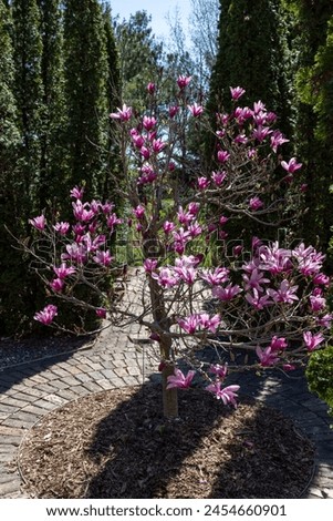 Similar – Image, Stock Photo Blooming magnolia