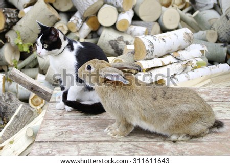 Rabbit and cat, outdoors, closeup