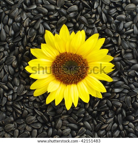 natural sunflower on black seeds background