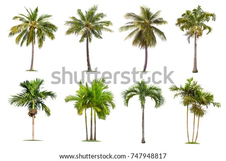 Similar – Image, Stock Photo Palm Springs Palm tree