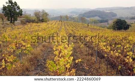 Drone aerial view of vineyard for the production of wine with color leaves in autumn season with fall yellow and green foliage and arid earth waiting for the winter in Broni Oltrepo' Pavese , Italy Foto stock © 