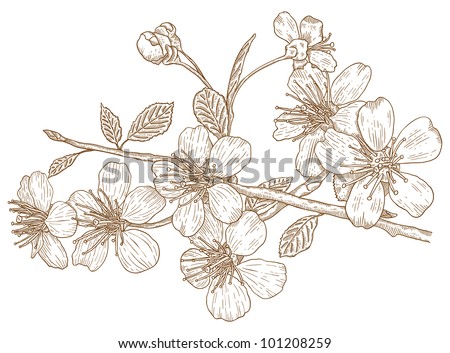 Illustration Flowers Of The Cherry Blossoms In Vintage Style ...