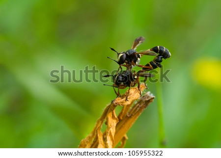 Wildlife acrobatics - coupling act in wasp family.