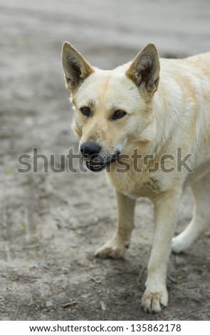 Portrait of homeless dog warning stranger about don\'t cross the line.