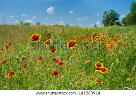 Wild field with Indian blanket flowers at summer season.
