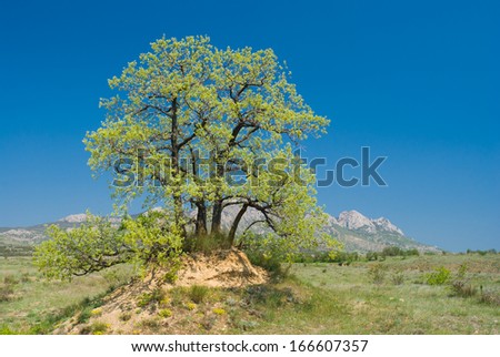 Landscape with splendid lonely oak on a hill against Eastern Crimean mountains at spring season.