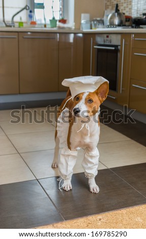 Smart basenji dog is ready to help the master-chef with kitchen work.