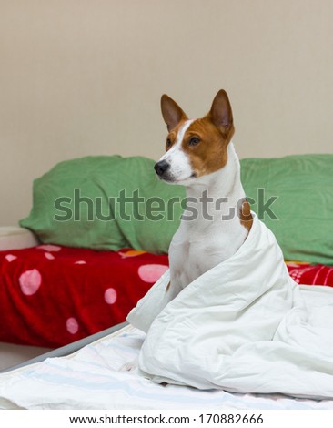 Bed scene with dog (basenji) model.