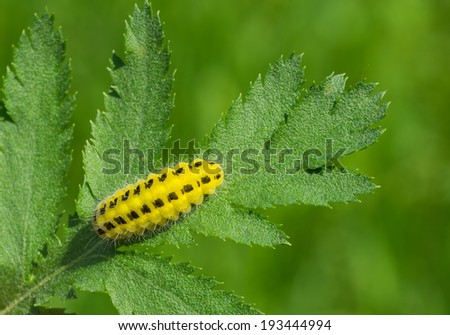 Lemon orange caterpillar with black spots is ready to gobble all the leaf