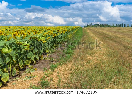 Ukrainian rural landscape in summer season