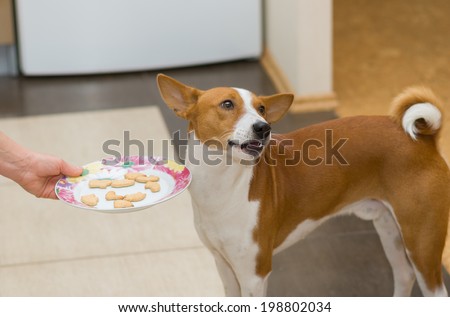 Basenji dog wondering why that waitress giving those cookies instead of canine food