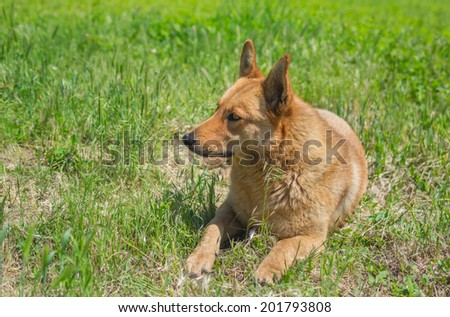 Mixed breed dog lying in the grass under warm summer sun