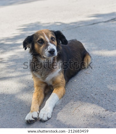 Outdoor portrait of adorable cross-breed dog looking seriously