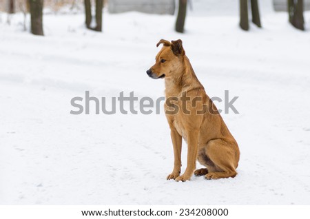 Outdoor portrait of mixed breed dog waiting for master return home