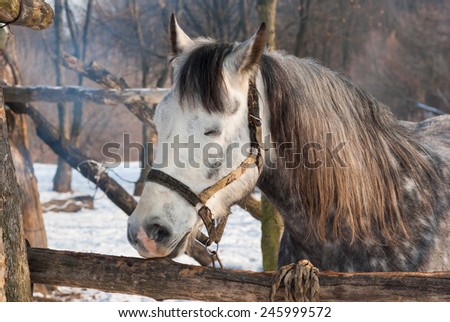 Portrait of cute horse having sleep in winter open stall