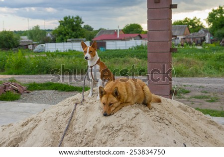 Two four-legged friends having some evening rest on sand heap
