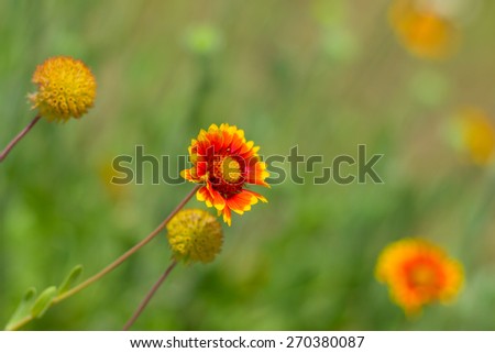 Feral Indian blanket flowers in wild field