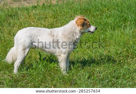 Profile view of young street dog in summer grass