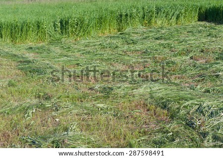 Cut grass on a summer meadow