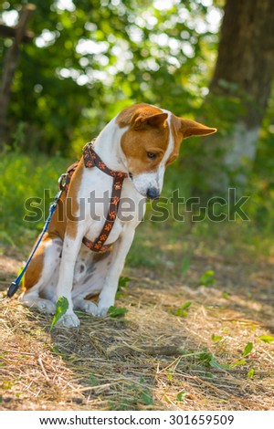 Gorgeous basenji dog looking down while sitting on the ground