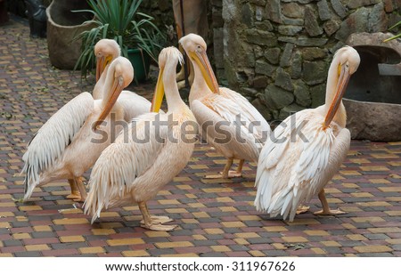 Group of cute pelican models who welcome visitors doing the final touches to hair-dress before the first guest come to zoo
