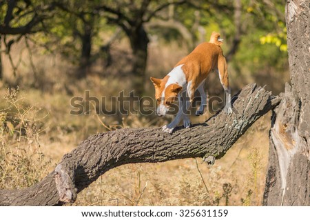 Wild Basenji dog goes down to its troop from the leader\'s pedestal