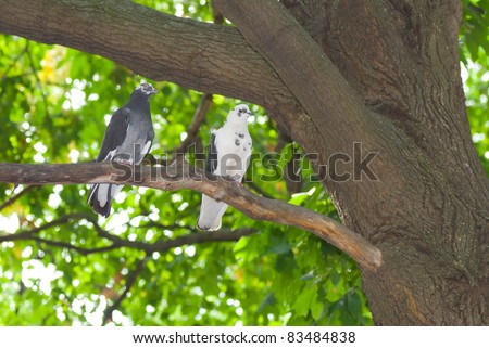 Pigeon family under a tree shadow having rest.