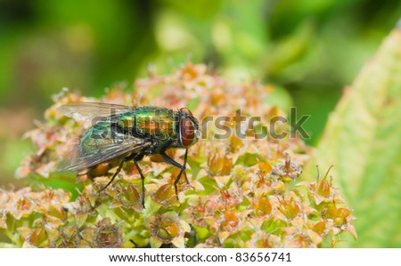 Beautiful species of green fly insect on a brown plant in a garden.