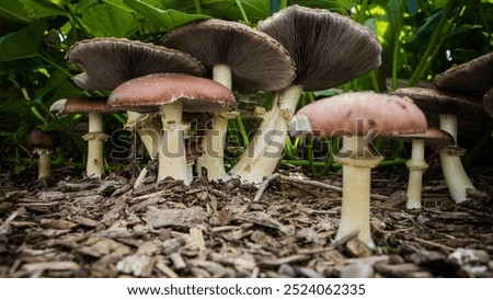 Image, Stock Photo Edible mushrooms