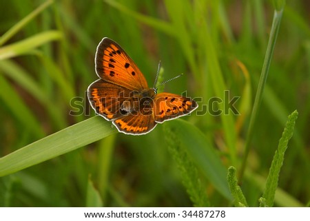 Butterfly large copper on leaf of grass