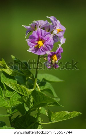 flower of potato plant