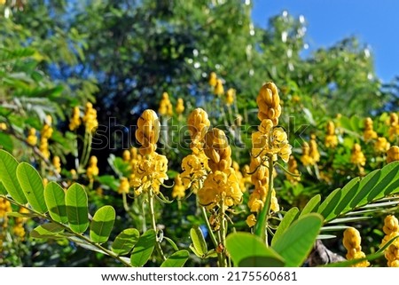Candle Bush flowers or Candelabra Bush flowers (Senna alata) Foto stock © 