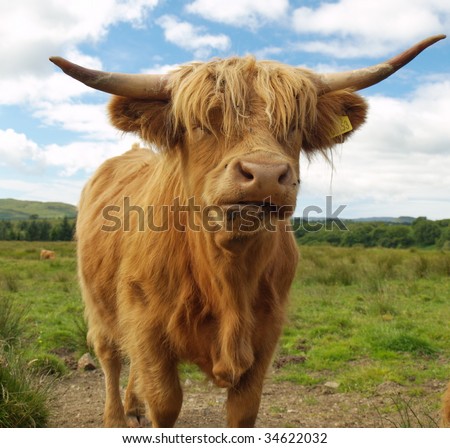 Fluffy Highland Cattle Stock Photo 34622032 : Shutterstock