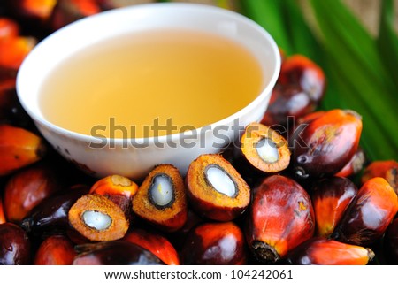 Close up of Palm Oil fruits, Cooking Oil and Leaf.