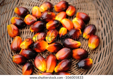 Palm Oil fruits in the basket