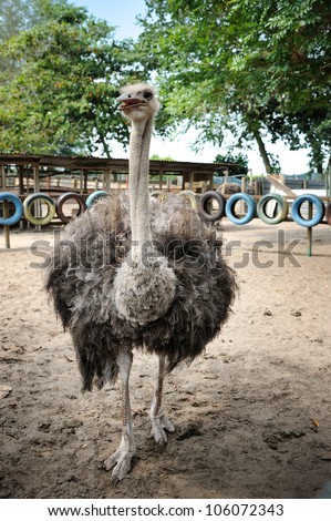 Ostriches farm in Malaysia