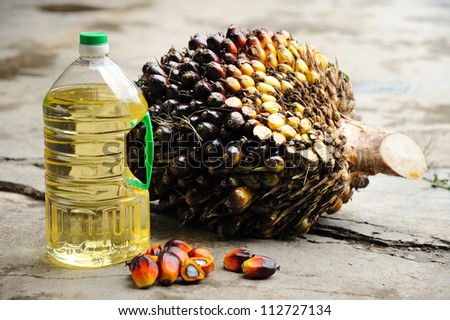 Close up of Palm Oil seeds and cooking oil, selective focus.